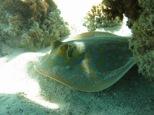 Ray on the bottom of red sea — Stock Photo, Image