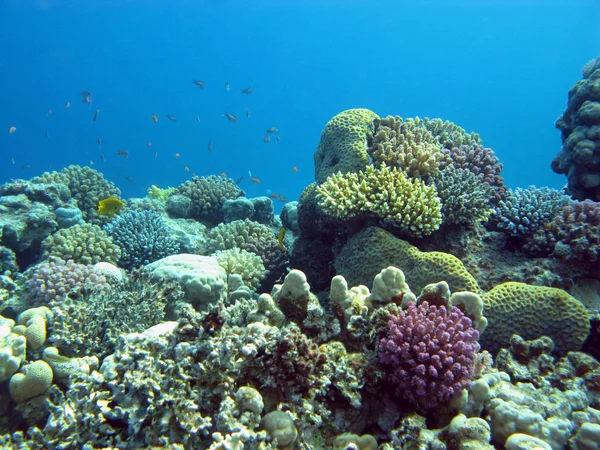 Coral reef with corals and exotic fishes — Stok fotoğraf