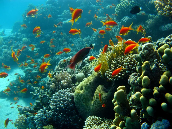 Karang karang dengan ikan eksotis — Stok Foto