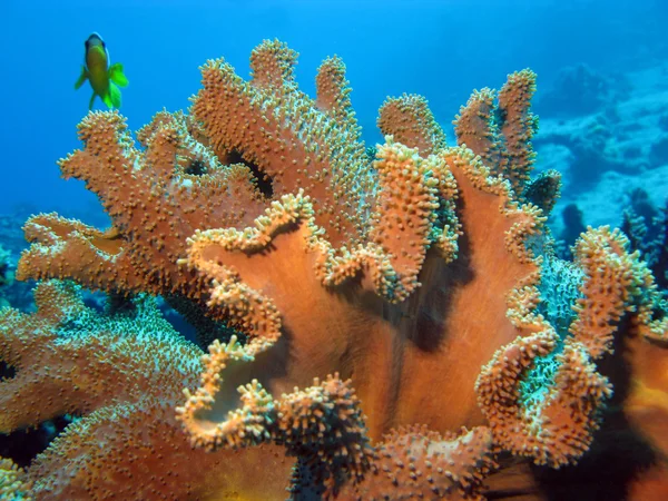 Coral reef with soft coral — Stock Photo, Image