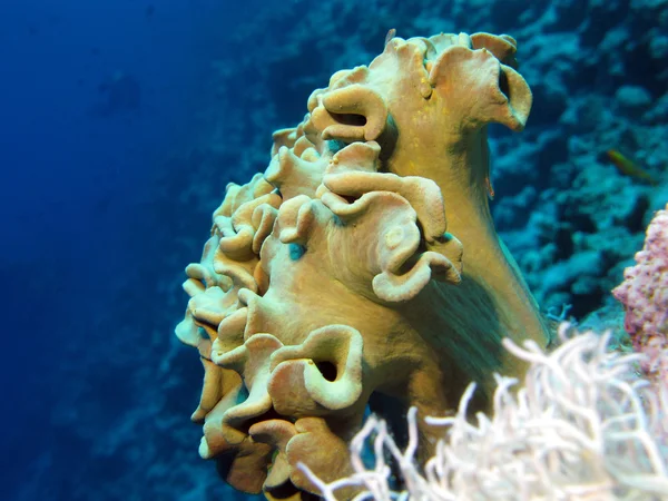 Recife de coral com coral macio — Fotografia de Stock