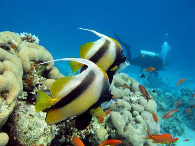 mercan, butterflyfishes ve dalgıç