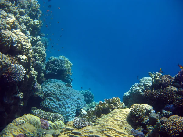 Färgglada korallrev med exotiska fiskar — Stockfoto