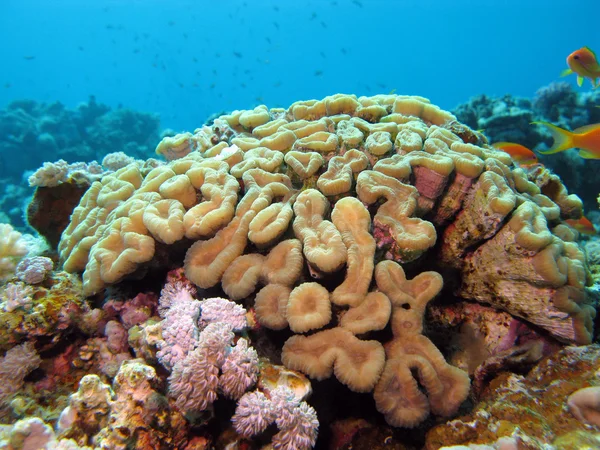 Recife de coral com coral pedregoso — Fotografia de Stock