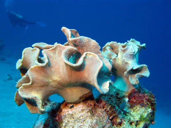 Arrecife de coral con coral suave y buzo —  Fotos de Stock