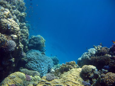 egzotik balıkları ile renkli mercan resif