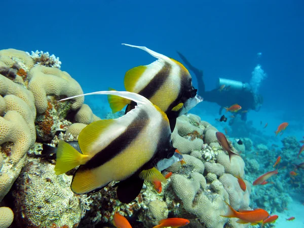 Arrecife de coral con peces exóticos y buceador —  Fotos de Stock
