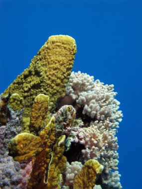 mercan resifi yangın mercan ile