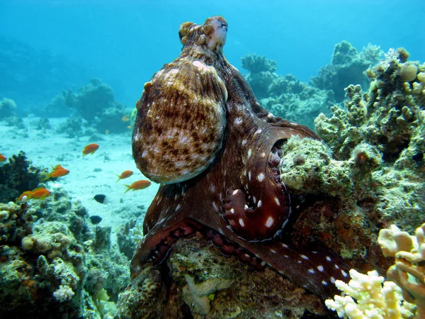 Korálový útes s chobotnice — Stock fotografie