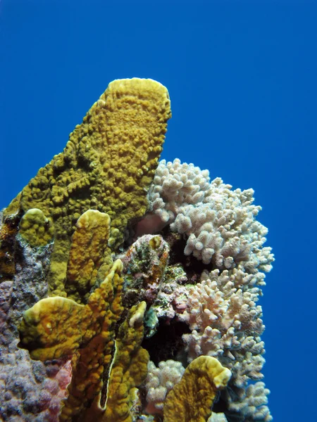 Кораловий риф з вогняним коралом — стокове фото