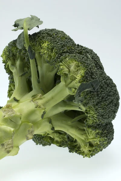 Vegetable broccoli with white backround — Stock Photo, Image