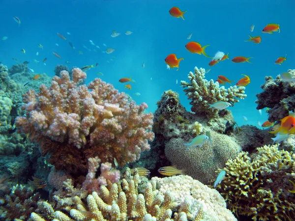 Κοραλλιογενή ύφαλο με εξωτικά ψάρια — Φωτογραφία Αρχείου