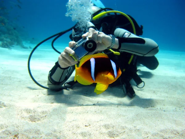 Dykare fotograf med anemon fisk — Stockfoto