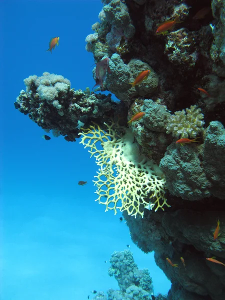 Coral reef with exotic fishes — Stock Photo, Image