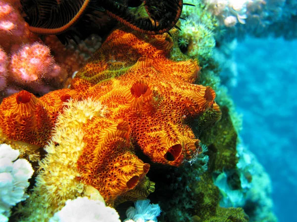 Korallrev med svamp — Stockfoto