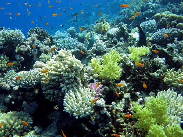 Récif corallien coloré avec coraux durs et mous — Photo