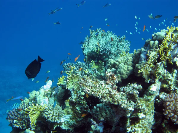 Arrecife de coral con peces exóticos — Foto de Stock