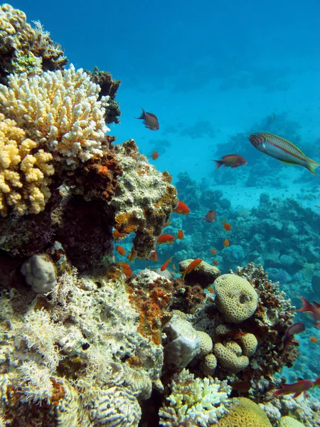 Fond de la mer avec récif corallien — Photo