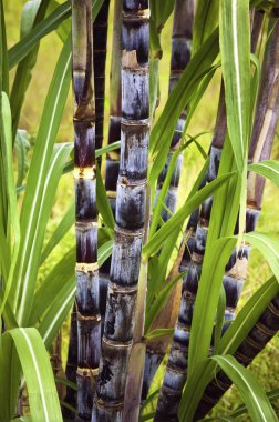 Sugar cane plant clipart