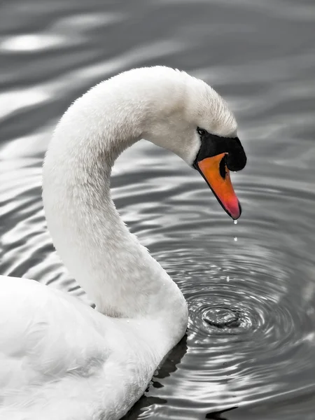 Swan of the silver lake - Portrait — Stock Photo, Image