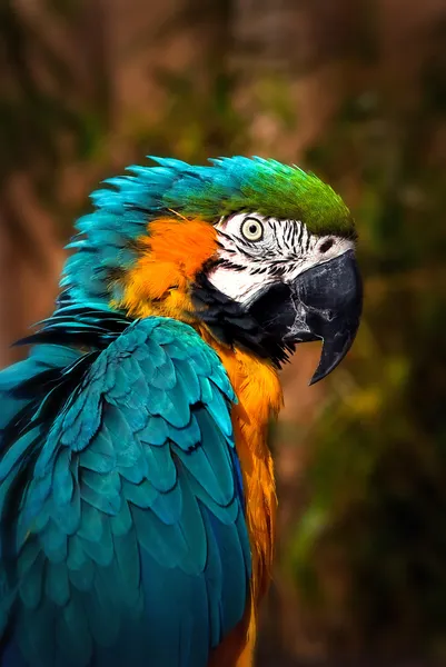 Prachtige blue en gold Ara - papegaai portret Stockafbeelding