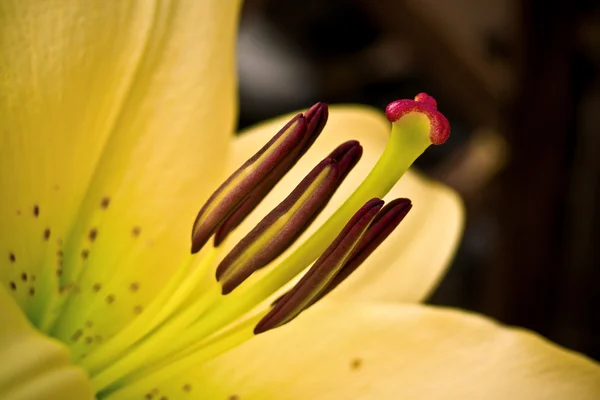 Bahçenin sarı zambağı — Stok fotoğraf