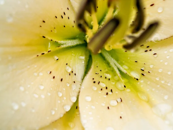 Yellow lily of the garden - macro — Stock Photo, Image