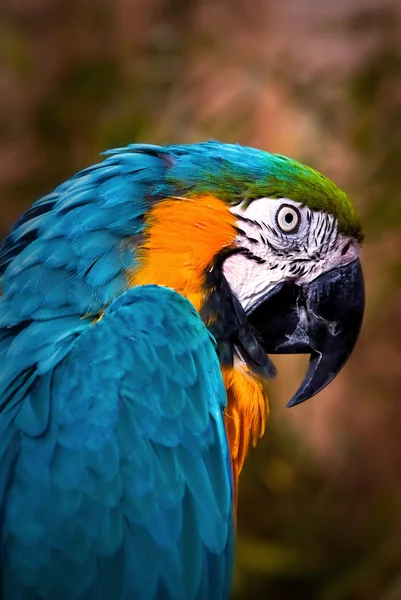 Vackra blå och guld Ara - papegoja porträtt 02 — Stockfoto