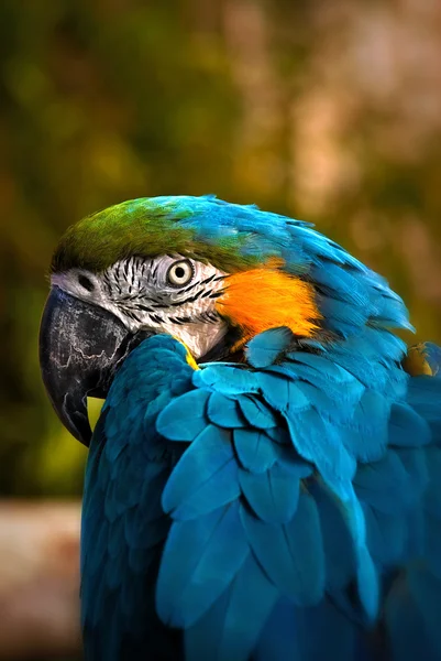 Güzel mavi ve altın macaw - papağan portre 03 — Stok fotoğraf