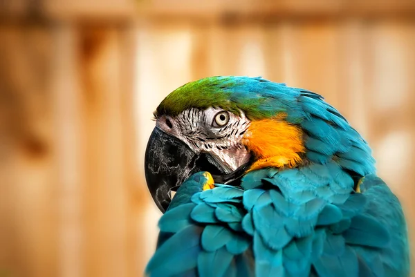 Мбаппе Синий и Золотой Мак - Портрет попугая 05 — стоковое фото