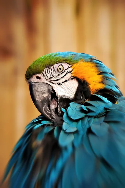 Güzel mavi ve altın macaw - papağan portre 06 — Stok fotoğraf