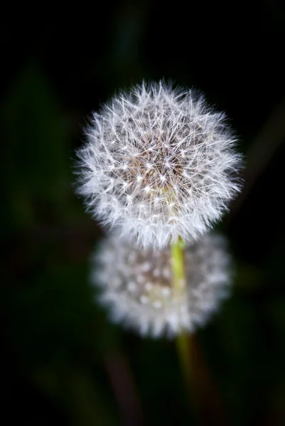 Dandelion in Bloom - Close-up — Stock Photo, Image
