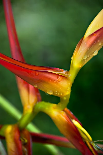 Heliconia 벤담 — 스톡 사진