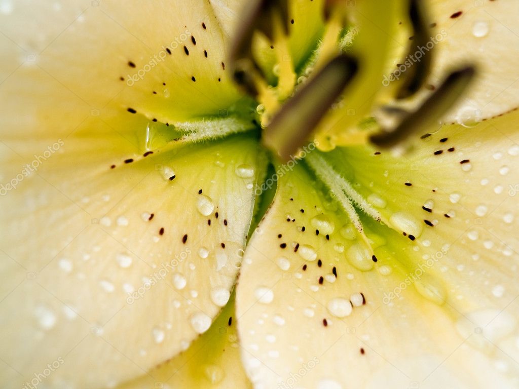 Lírio amarelo do jardim - macro fotos, imagens de © Altinosmanaj #8822214