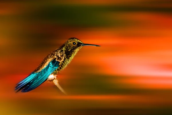 Золотая карнавальная колибри — стоковое фото