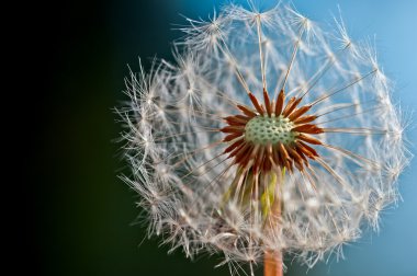 Dandelion - Close up clipart