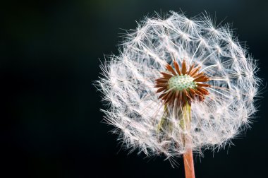 Dandelion flower - Dark background clipart