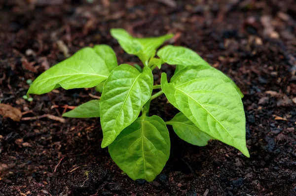 Pepper seedling plant in soil — Stock Photo, Image
