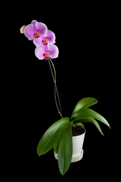 Фаленопсис - тропическая орхидея на черном фоне — стоковое фото