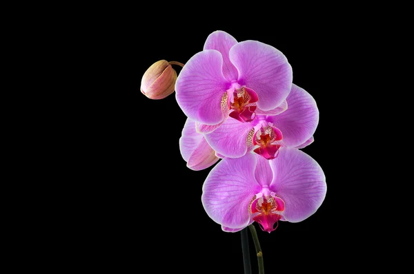 Phalaenopsis - Tropical Orchid against black Background — Stock Photo, Image