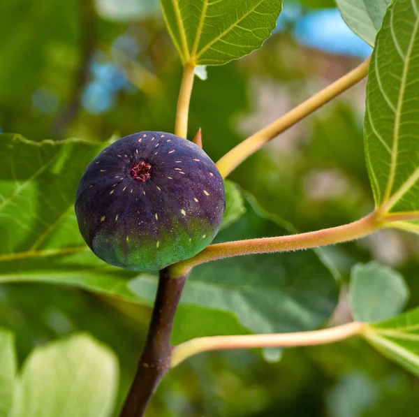 stock image Fig fruit on the tree