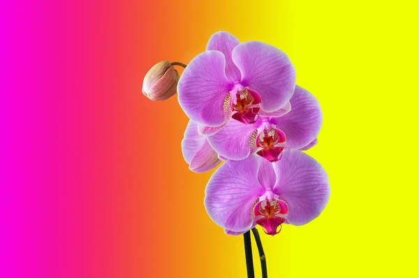 Phalaenopsis - Tropical Orchid against colour Background — Stock Photo, Image