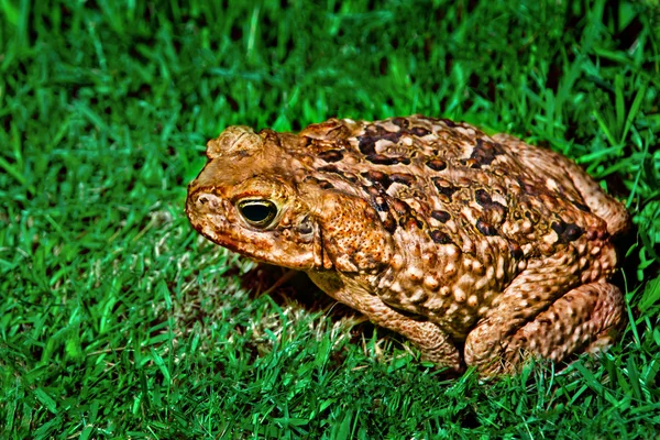 풀 위의 개구리 — 스톡 사진