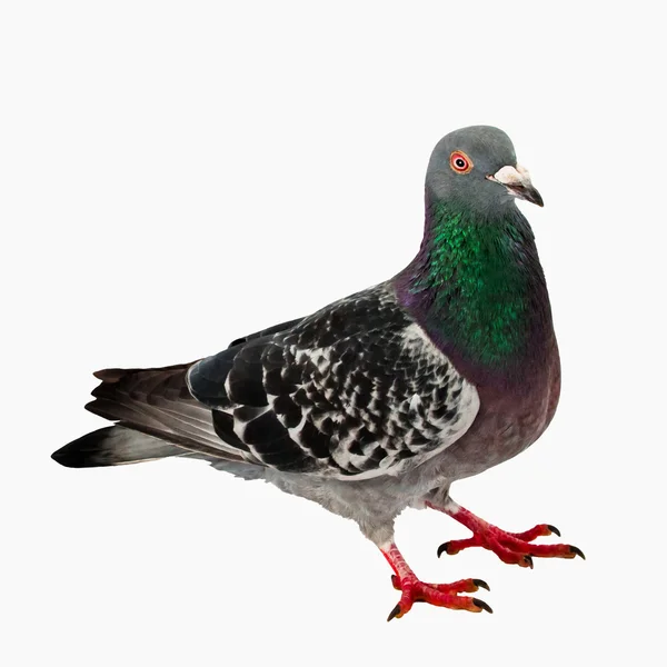Pigeon - Corps entier - pas d'ombre — Photo