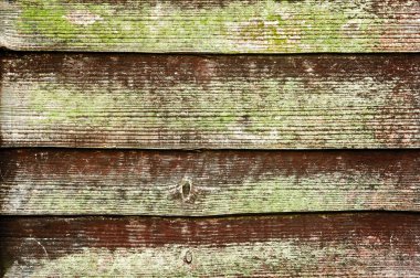 Wood texture, 11 clipart