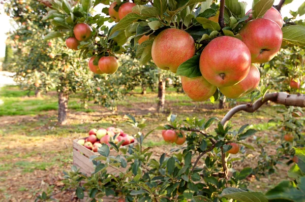 Jabłka w sadzie — Stock Photo, Image