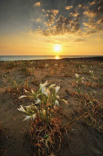 stock image Coastal flower field at sunset