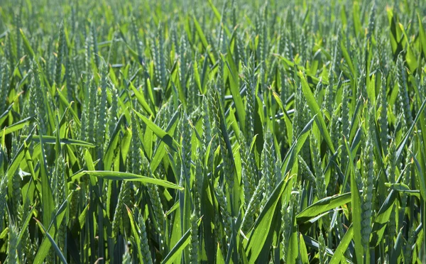 stock image Green Field