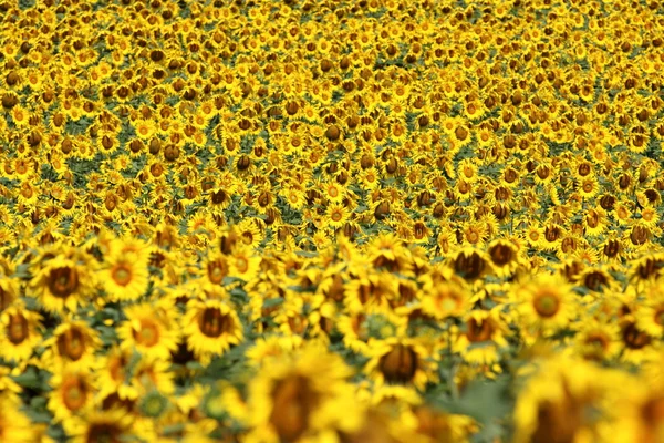 Field of sunflower Royalty Free Stock Photos