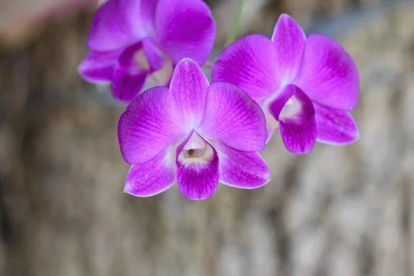 Orquídea — Fotografia de Stock